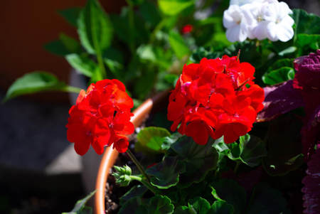 Picture for category Flowers